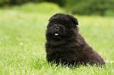 CHOW CHOW 573